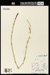 Equisetum fluviatile image