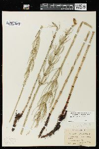 Equisetum fluviatile image