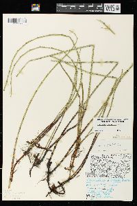 Equisetum fluviatile image