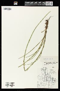 Equisetum fluviatile image