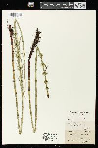 Equisetum fluviatile image