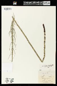 Equisetum fluviatile image