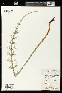 Equisetum fluviatile image