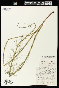 Equisetum fluviatile image