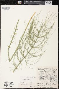 Equisetum fluviatile image