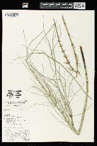 Equisetum fluviatile image