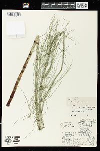 Equisetum fluviatile image