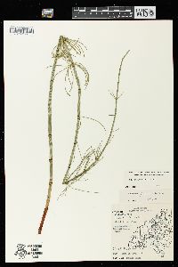 Equisetum fluviatile image