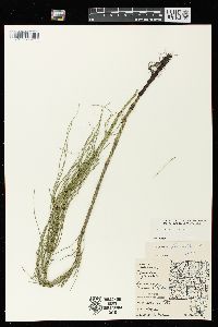 Equisetum fluviatile image