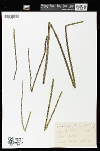 Equisetum fluviatile image