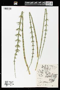 Equisetum fluviatile image