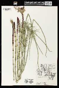 Equisetum fluviatile image