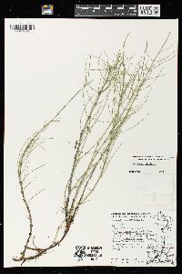 Equisetum fluviatile image