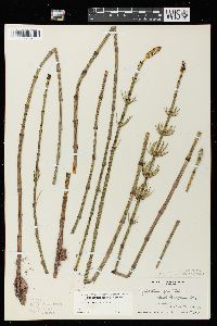 Equisetum fluviatile image