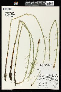 Equisetum fluviatile image