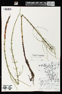 Equisetum fluviatile image