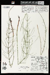 Equisetum fluviatile image