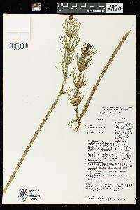 Equisetum fluviatile image