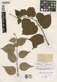 Croton cienagensis image
