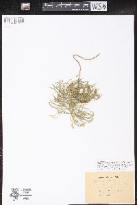 Diphasiastrum complanatum image