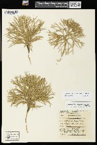 Diphasiastrum tristachyum image