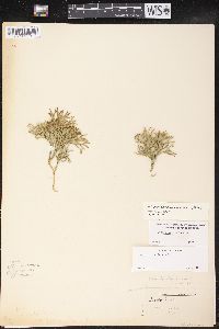 Diphasiastrum complanatum image