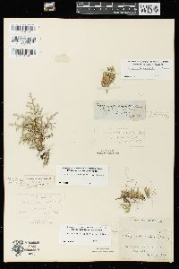 Selaginella rupestris image