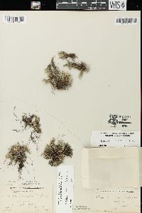 Selaginella rupestris image