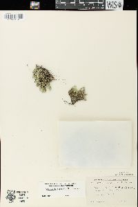 Selaginella rupestris image