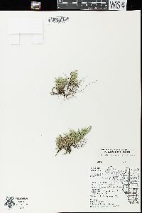 Selaginella rupestris image