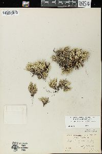 Selaginella rupestris image