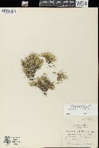 Selaginella rupestris image