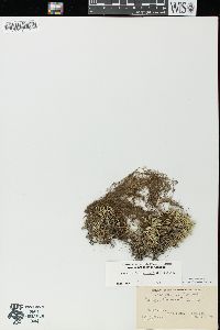 Selaginella rupestris image