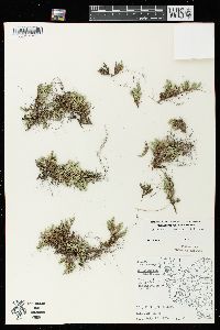 Selaginella rupestris image