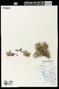 Selaginella rupestris image