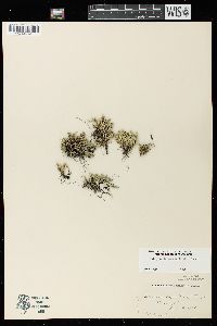 Selaginella rupestris image