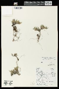 Selaginella rupestris image