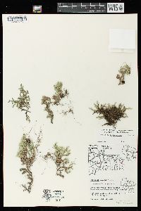 Selaginella rupestris image