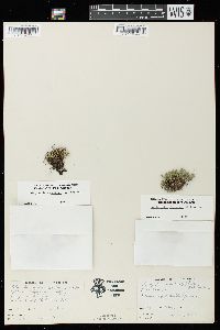 Selaginella rupestris image