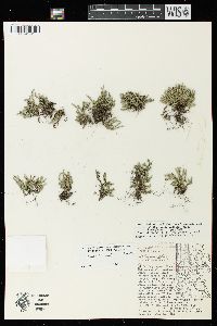 Selaginella rupestris image