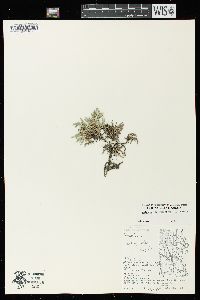 Selaginella rupestris image