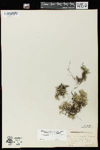 Selaginella rupestris image