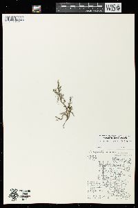 Selaginella rupestris image