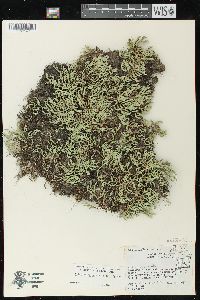 Selaginella rupestris image