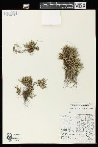 Selaginella rupestris image