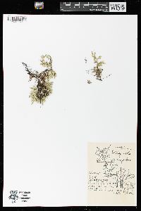 Selaginella rupestris image