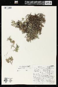 Selaginella rupestris image