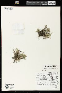 Selaginella rupestris image