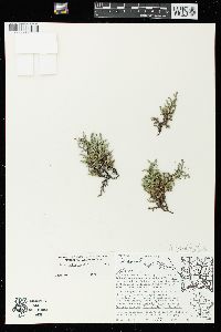 Selaginella rupestris image