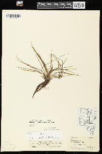 Isoëtes echinospora subsp. muricata image